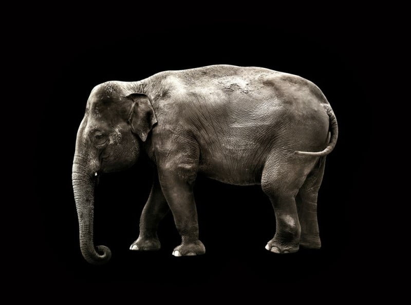 Filler hakkında 20 ilginç bilgi