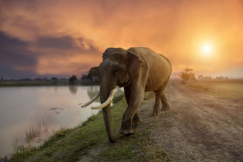 Filler hakkında 20 ilginç bilgi