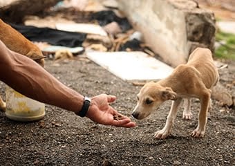 Sokak hayvanlarına yardım etmenin 7 yolu