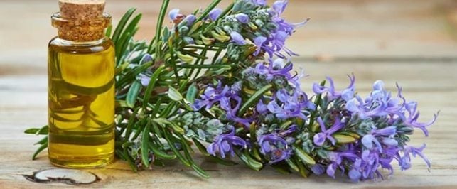 Do you know that rosemary is good for hair loss?